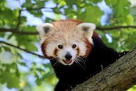 Panda červená v ZOO Plzeň