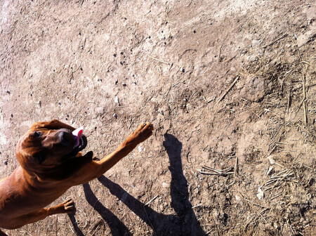 Psi Bloodhoundi se učí pátrat po pytlácích. / Ilustrační foto