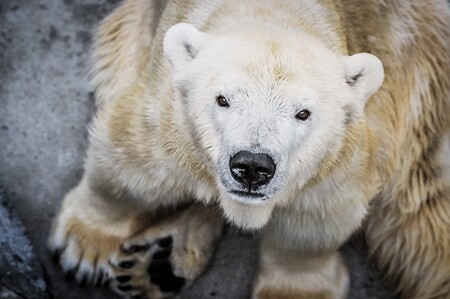 Pražská zoologická zahrada minulou středu musela utratit samici ledního medvěda Boru, dožila se 32 let.