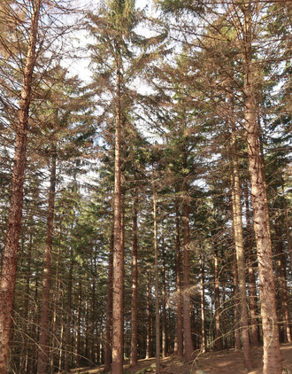 I v druhé polovině března 2018 zůstává v lesích velké množství nezpracovaných kůrovcových stromů – základ pro pokračující gradaci.