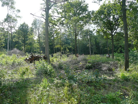 Obnovující střední les s ponechanými výstavky, které díky velké koruně nezavlčují. Prostředí je ideálním prostředím pro řadu rostlin, živočichů a hmyzu (Uffenheim, Německo).