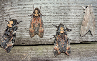 Lišaji smrtihlavové (Acherontia atropos) a lišaj svlačcový (Agrius convolvuli) – typičtí zástupci dálkových migrantů mezi nočními motýly, jejichž podzimní průtah přes Červenohorské sedlo je pravidelně monitorován.