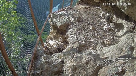 Pomocí kamery umístěné v umělém skalním hnízdě mohou ochránci supy sledovat v přímém přenosu.