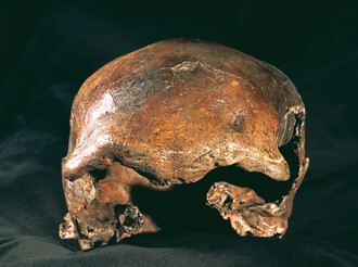 Jedna z dochovaných lidských lebek z původních nálezů v Mladči.