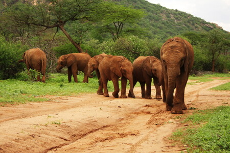 V Botswaně se uskuteční první aukce licencí na lov slonů od zrušení zákazu tohoto lovu před šesti lety. Vydražit chce nyní vláda povolení umožňující odstřel 70 slonů. / Ilustrační foto