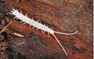 Stonoženka bílá (Scutigerella immaculata) se živí převážně odumřelými částmi rostlin.