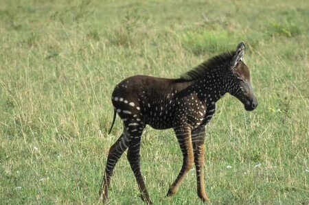 Pozornost turistů ve slavné keňské rezervaci Maasai Mara vyvolalo mládě zebry, jehož srst místo klasických černobílých pruhů pokrývají drobné bílé puntíky.