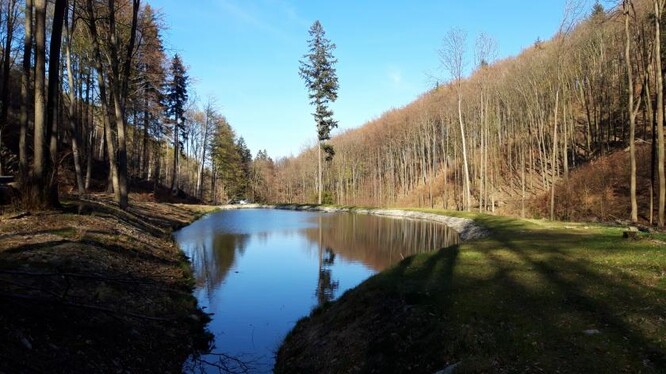 Rybník, který lesy ČR vybudovaly u města Javorník.
