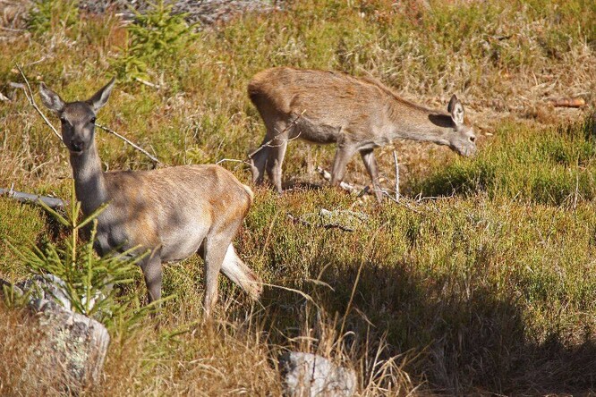 Šumavský národní park například od 1. května otevře návštěvnická centra pro pozorování jelenů a vlků. / Ilustrační foto
