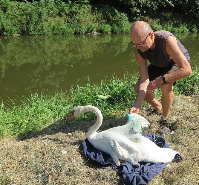 Vypuštění labutě na řeku Radbuzu v Plzni.