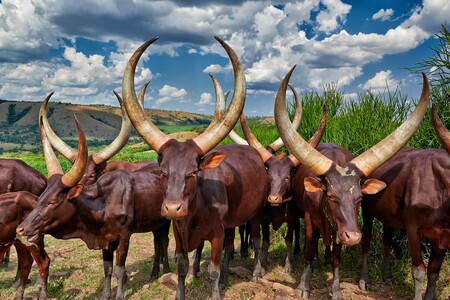 Dlouhorohý skot Ankole, krátce řečeno, krávy evolučně přizpůsobené Africe. Ne že by nějak nad průměr vynikaly masnou nebo mléčnou produkcí, ale dokáží přežít sucho, období hladu i nálety much tse-tse.