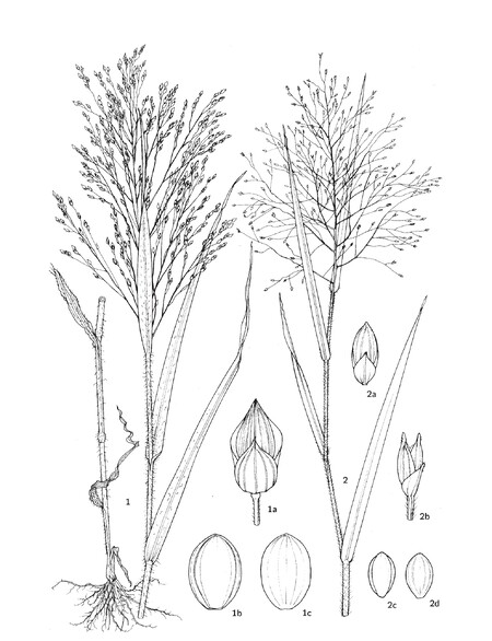 Proso seté a proso vláskovité. Ilustrace Anna Skoumalová-Hadačová Proso seté a proso vláskovité. Ilustrace Anna Skoumalová-Hadačová