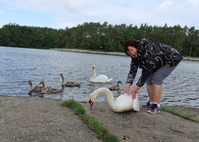 Paní Jiroutová pomáhá s odchytem labutě.