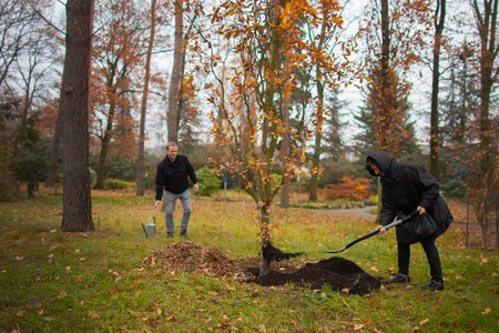 Pravnučka prvního československého prezidenta Tomáše Garigua Masaryka Charlotta Kotíková zasadila včera v pražské botanické zahradě v Troji strom na jeho počest.