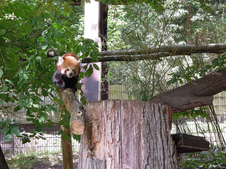 Pandy červené jsou vzácná zvířata, která jsou ohrožena ztrátou životního prostředí a nelegálním lovem. Dokážou žít ve vysoké nadmořské výšce, až v 3500 metrech nad mořem. Žijí v podhůří Himálaje v Nepálu, v Indii a Číně. V Evropě chová pandy červené asi 140 zoo, včetně několika zahrad v Česku. / ilustrační foto