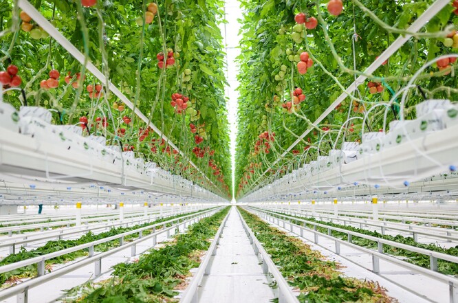VJednou z výhod pěstování rajčat ve skleníku je možnost vytáhnout rostliny do výšky.
