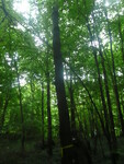 Střední les