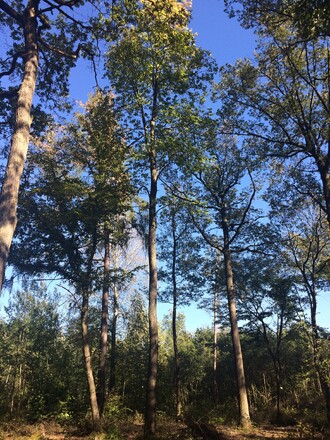 Jeřáb břek v prostřední středního lesa s proporcemi kmeny a koruny, které dávají stromu předpoklady dosáhnout vysoké hodnoty kmene (ŠLP Křiny, Brno - Lesná).