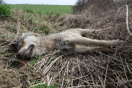 Vlci migrují na velké vzdálenosti. Překážkou jim jsou dálnice. Na snímku vlk sražený u Mladé Boleslavi letos v dubnu.