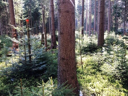 Přeměna smrkových monokultur za účelem stability lesa a zajištění trvalé produkce - vnos jedle a využívání přirozeného zmlazení; vnosu předcházelo snížení hustoty dospělých stromů – Bavorsko.