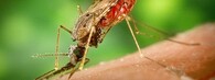 Komár přenášející malárii, Anopheles albimanus