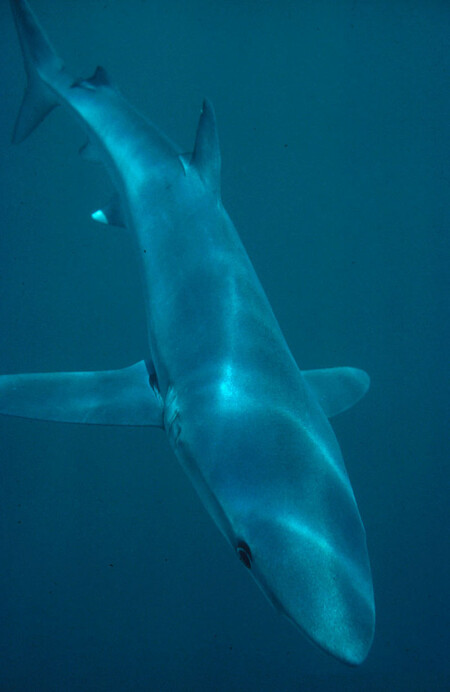 Žralok modrý (též modravý), který dorůstá délky až čtyř metrů, žije v mořích a oceánech v tropickém a mírném pásu. Aktivní je hlavně v noci, kdy loví zejména ryby žijící v hejnech. Jeho výskyt v takové blízkosti břehu u Mallorky je spíše vzácností. / ilustrační foto