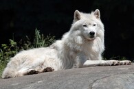 Vlk arktický
