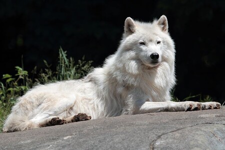 Vlk arktický nepatří mezi nebezpečné šelmy, je plachý.
