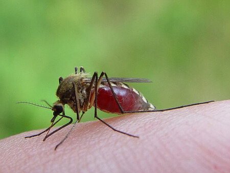 Komáři, ať už je můžeme sebevíc nenávidět, jsou potravou pro ptáky, netopýry či některé ryby