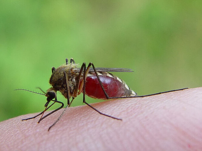 Komár tropický (Aedes aegypti) je specializovaný na kousání lidí a předpokládá se, že se k tomu vyvinul proto, že lidé jsou stále v blízkosti sladké vody a komáři do ní kladou vajíčka. Jsme v podstatě ideální potravou, takže pud najít člověka je nesmírně silný.