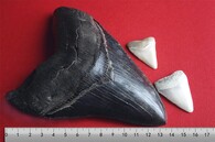 Zub megalodona v porovnání se zuby žraloka bílého