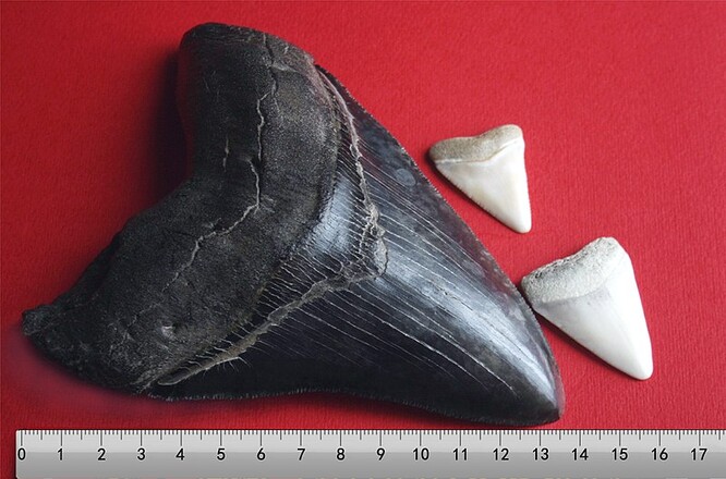 Vědci znají megalodony od 19. století díky jejich obrovským trojúhelníkovým zubům, které často nacházejí zkamenělé. Některé exempláře jsou dlouhé 16,8 centimetru. Pro srovnání, zuby žraloka bílého dosahují délky kolem 7,5 centimetru. Jak byl megalodon velký? Kdybychom měli k dispozici kompletní kostru, byla by to poměrně snadná otázka. Ale tu nemáme. Žraloci mají chrupavčitou kostru, což znamená, že je tvořena měkkou chrupavkou místo tvrdé kosti, a ta špatně fosilizuje.