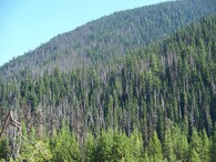 Kanadský les napadený lýkohubem