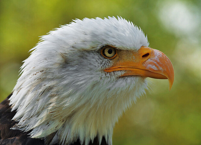 Orli bělohlaví jsou v USA národním ptákem.