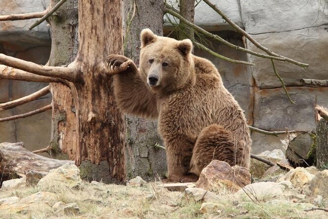 Medvěd plavý je vzácný poddruh medvěda hnědého z hor Střední Asie. Ve většině zemí svého výskytu je zařazen do červeného seznamu ohrožených druhů.