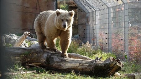 Jihočeská zoologická zahrada Hluboká nad Vltavou pokřtila včera vzácného medvěda plavého, který se zde narodil letos 1. ledna. Medvídě vážící 35 kilogramů dostalo jméno Bílý dráp.