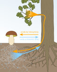Mykorhiza