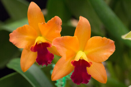 Velká výstava orchidejí se koná jednou za šest let, letos po 13 letech opět v kombinaci s tropickými motýly. Expozice potrvá do 20. března. V dubnu se zahrada na tři dny otevře při jarní výstavě.