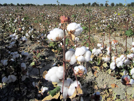 Uzbekistán se stal velkým producentem bavlny. Cenou za to je vysychající Aralské jezero.