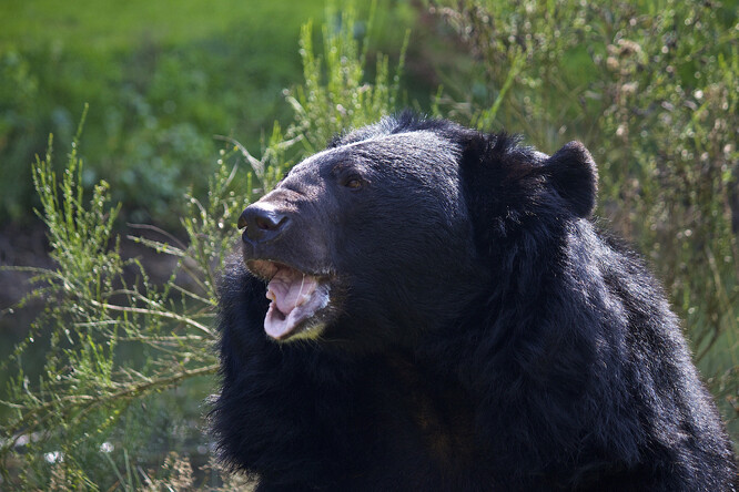 Asijští medvědi jsou označeni za zranitelné, nicméně nejsou kriticky ohrožení, a v Japonsku je legální jíst medvědí maso.