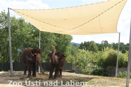 Ústecká zoologická zahrada koupila v červenci do výběhu slonů a na tribuny pro diváky stínicí plachty.