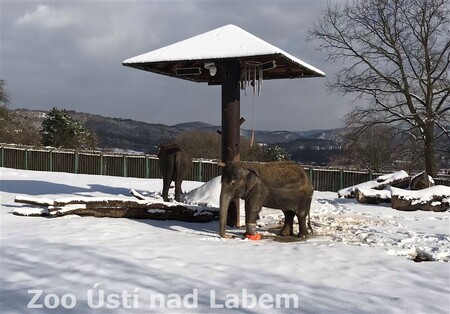 Ústecké muzeum vystavuje kostru slonice Kaly. Ta byla jedním ze symbolů místní zoologické zahrady, v níž žila od roku 1985. / Ilustrační foto
