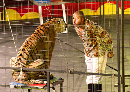 Do cirkusů podle provozovatelů letos zavítalo zhruba 300.000 návštěvníků. Zvířat v cirkusech je kolem 900.  Ilustrační snímek.