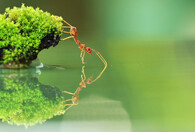 červený mravence