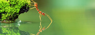 červený mravence