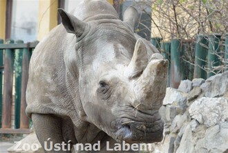 Uhynulá nosorožčí samice Zamba.