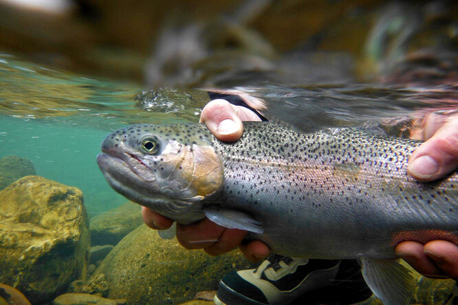 Rybáři hořekují, že v řekách ubývá ryb.