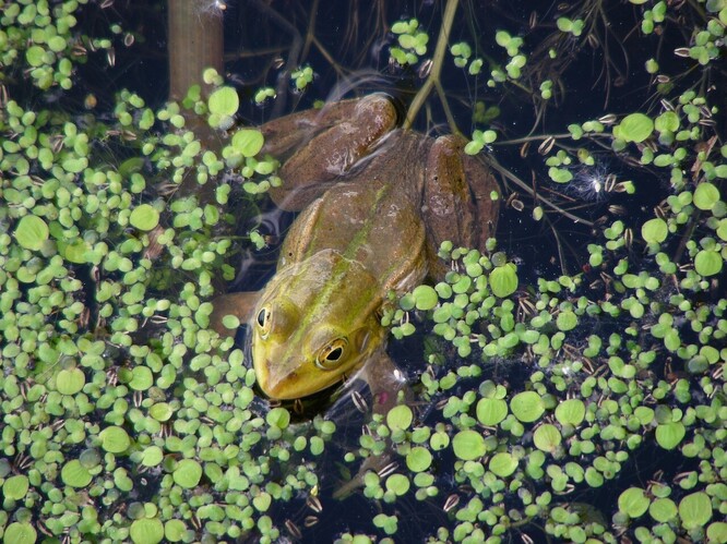 V okřehku pohybující se žába bývá v létě často jedinou dostupnou kořistí pro lovící sovu.