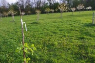 Plocha pro výsadbu ovocných stromů
