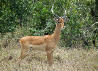 Turistika zaměřená na populární velká zvířata se stala pro mnohé subsaharské státy významným zdrojem příjmů. Samec antilopy impaly (Aepyceros melampus) v keňské soukromé rezervaci Ol Pejeta.